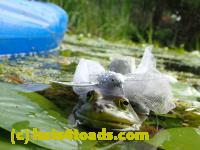 /home//u458753944/public_html/sourcegallery//Frogs/More bullfrogs/P8180185.JPG